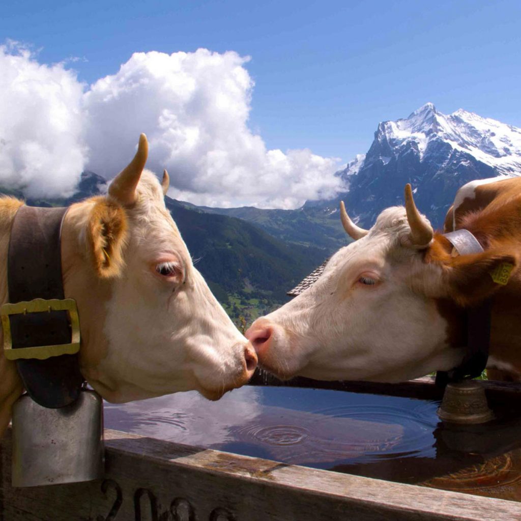 Top_Taste_Of_Grindelwald_Slider_AlpineExcellence_Main7 - ChefHeads-Club der Küchenchefs